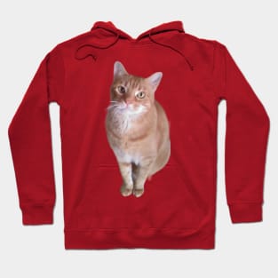 Orange Tabby Cat Hoodie